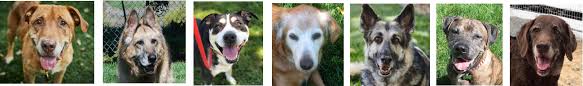 Follow adoptions live as they happen on twitter @arfadoptions. Lily S Legacy Senior Dog Sanctuary Home