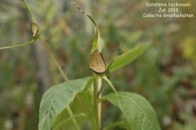 Image result for Dorstenia buchananii