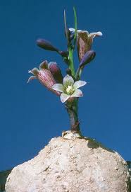 Image result for Adenia zambesiensis