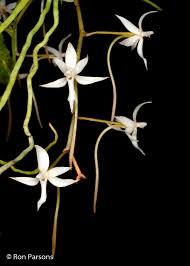 Image result for Aerangis kotschyana