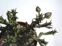 Image result for Orbea dummeri