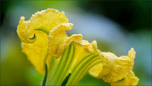 Kurbisblute Jahreszeiten Galerie Community Pflanzen Jahreszeiten Flora
