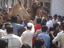 Mian g group camel qurbani 2016 part 7,8,9 please subscribe my channel now for more videos. Camel Qurbani In Gujranwala Haji Ijaz Video Dailymotion