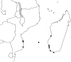 Image result for Caroxylon littoralis