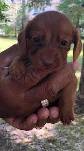 A group created to share your baby dachshunds' first weeks of life. Beautiful Long Hair Red Akc Mini Dachshund Puppies For Sale In Raleigh North Carolina Classified Americanlisted Com