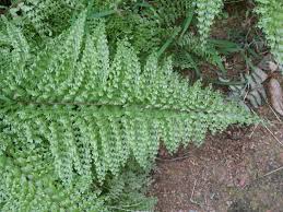 Image result for Davalliaceae