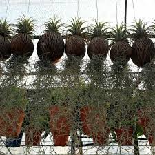 Sedangkan gagasan utama adalah pokok pemikiran utama dari suatu paragraf. Pokok Janggut Adam Shopee Malaysia