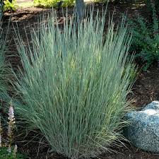 Image result for Schizachyrium