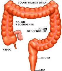 Intestino Grueso Y Sus Partes Anatomia Medica Anatomia Y Fisiologia Humana Anatomia Y Fisiologia