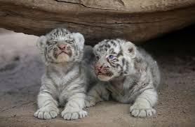 Of those surviving, most have such. White Tiger Cubs Images Posted By Christopher Thompson