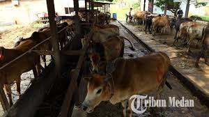 Ni la lembu yang baru tiba untuk stok musin cuti sekolah nanti. Jelang Idul Adha 7 900 Lembu Dan 300 Kambing Sudah Diperiksa Dinas Pertanian Dan Perikanan Medan Tribun Medan
