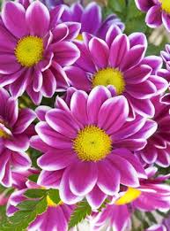 Gezackte Chrystantheme Pflanzen Zierpflanzen Gartenpflanzen