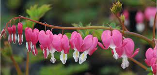 This american native has delicate ferny foliage that. Bleeding Heart Costa Farms