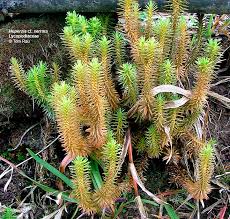 Image result for Lycopodiaceae