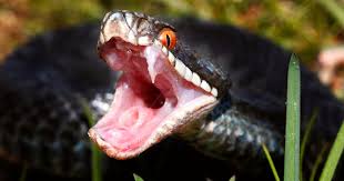 The species is also the only venomous snake native to great britain. Huggormarna Pa Bettet I Sommar Gillar Varmen Svd