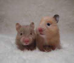 Black And White Syrian Hamster Syrian Hamster Dove And Black Eye Cream 23days Cute Hamsters Syrian Hamster Baby Hamster