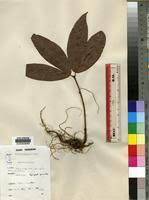 Image result for Gilbertiodendron