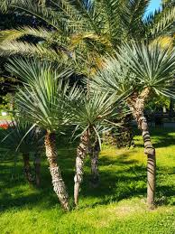 Image result for Yucca gloriosa