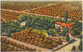 Pick an orange, buy marmalade, ice cream and more at ridge island groves. Florida Orange Grove As Seen From The Air Near Vero Beach Florida Digital Commonwealth