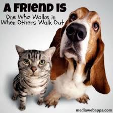 Check out these best quotes about dogs from groucho marx, charles m. Kitten Friendship Quotes Quotesgram