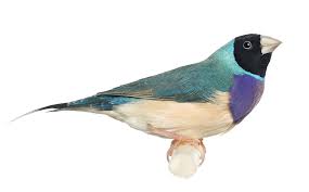The gouldian finch (gould's finch) is one of the most beautiful finches with a pleasant musical common names: Parasites Infecting Finches Finch Health Finches And Canaries Guide