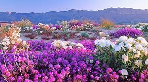 Plentiful winter rain and precise conditions have led to a bonanza of spring wildflowers this season. Super Bloom Of Wildflowers Days Away In Anza Borrego Desert Kpbs