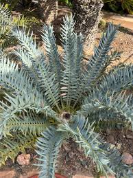 Image result for Encephalartos aplanatus
