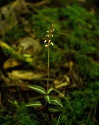 Image result for Zeuxine