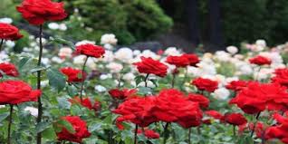 Alam, menanam, daun bunga, berkembang, tumbuh, berwarna merah muda, flora, pastel, halus, mawar merah muda, floribunda, fotografi makro, tanaman. Berita Mawar Berduri