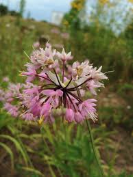 We did not find results for: Edible Wildflowers Grow It Eat It Garden Therapy