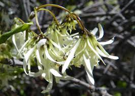 Image result for Chionanthus