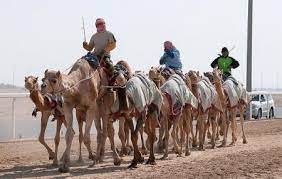 Depending on the length of the race and the speed of the camels, each race lasts about 10 to 15. Al Shahaniya Racetrack Doha Ticket Price Timings Address Triphobo
