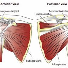 The rotator cuff is made up of four small muscles and their tendons that cover the head of your upper arm bone and keep it in the shoulder socket. Anatomy Of The Rtc Tendons Right Shoulder Download Scientific Diagram