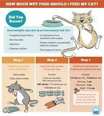 Calculating How Much Wet Food To Feed A Cat Guide Petmd