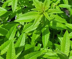 Image result for Aloysia