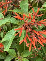 Image result for Justicia spicigera