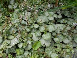 Image result for Plectranthus guruensis