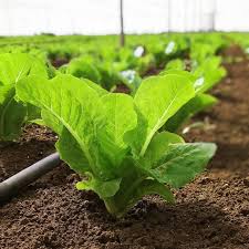 Lettuce Farm Vegetables Tractor Newholland Johndeere Caseih Nature Scenery Landscape Farmer Agriculture A Agriculturist Farm Business Agriculture