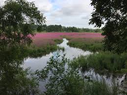 You can find the trail map at the link above to plan your walk ahead of time, or visit the visitor center and talk to one of the helpful guides. Oaks Bottom Wildlife Refuge Wikipedia