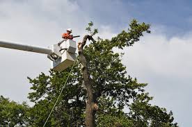 We did not find results for: Tree Removal Company Midwest City Ok Arborscapes Tree Service