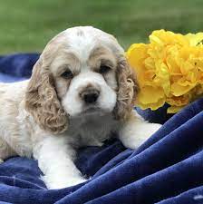 Curly Cuddly Ohsocute Cockerspaniel Puppies Make A Great Companion And Love To Be With Cocker Spaniel Puppies Cocker Spaniel Spaniel Puppies