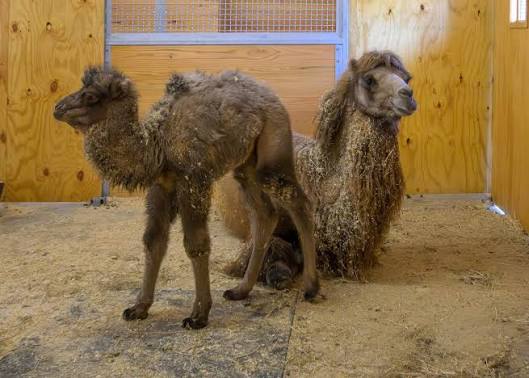 This little camel just made Zoo history 🐫✨ Meet Ruby, the first Bactrian  camel ever born at Saint Louis Zoo WildCare Park, our new safari park and  conservation center opening next year