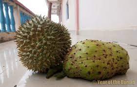 Detect language english german french italian turkish. Durian Belanda Year Of The Durian
