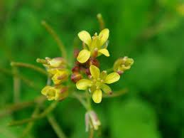 Image result for Rorippa