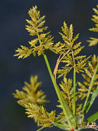 Image result for Microcharis