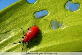 Rote käfer im garten, es spielt keine rolle, ob ihr grünanlage weitläufig oder lütt ist. Kleine Rote Kafer Im Garten Was Tun Gartenlexikon De