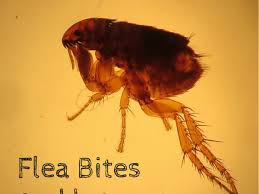 1 2 3 however, in normal settings they don't live or breed on humans. Flea Bites On Humans Symptoms And Treatment Dengarden Home And Garden