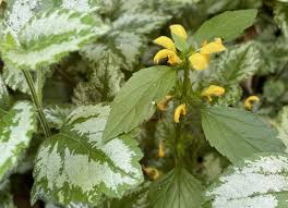 Image result for Lamium galeobdolon