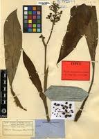 Image result for Palisota schweinfurthii