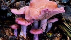 Foraging In Autumn Wild Mushrooms Woodland Trust